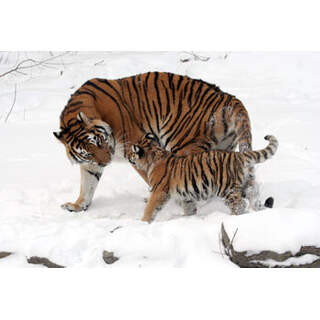 Tiger and cub at the Buffalo Zoo