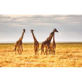 Giraffes in Kenya