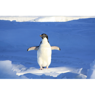 Penguin in Antarctica